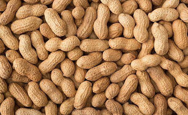 Indian Groundnut Peanuts for agricultural export